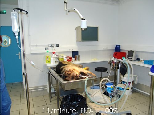 chien sous anesthésie