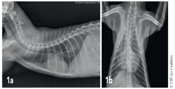 fig 1a et 1b