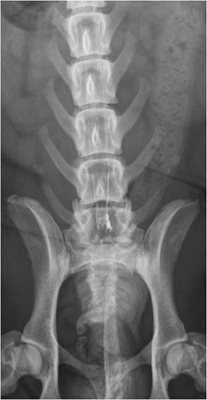 photo 3 : radiographie