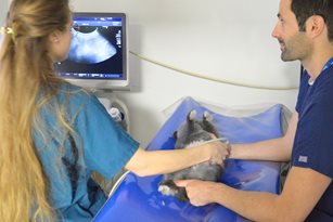 Echographie lapin