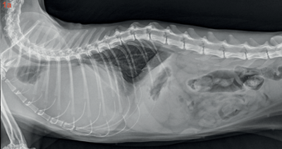 thorax chat vue de profil droit