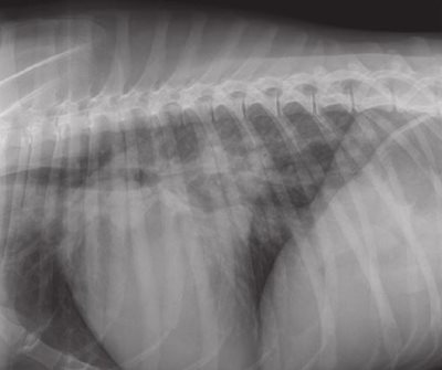 Mvd Dogs Mitral valve disease in a large breed dog | CHV Cordeliers