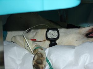 chien blanc sous anesthésie