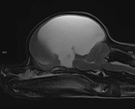 Xray Cordeliers