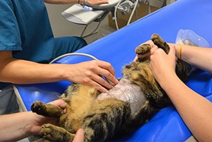 Echographie abdominale chien/chat