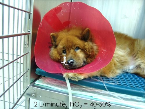 chien hospitalisé