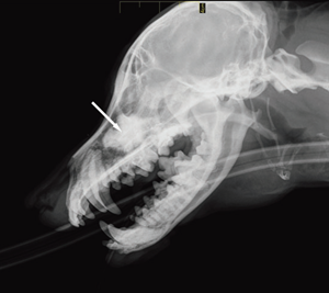 Figure 2a Lateral view