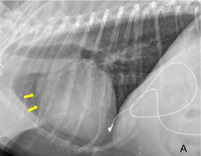 figure 1a