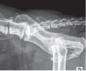 Desmorexie Sacro Iliaque Chez Un Chat Centre Hospitalier Veterinaire A Meaux Cordeliers Desmorexie Sacro Iliaque Chez Un Chat Centre Hospitalier Veterinaire A Meaux Cordeliers