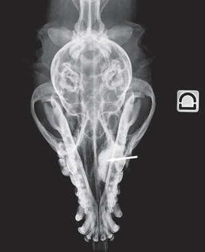 Fig 2b Dorsoventral view