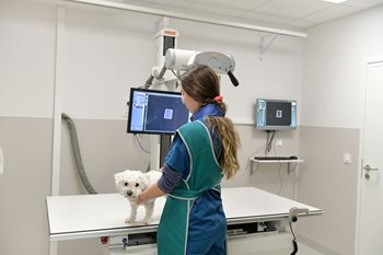 Réalisation avec caniche